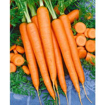 Rohrer Seeds 14-21 1/4 in 1 in Imperator Carrot Seeds