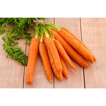 Rohrer Seeds 14-21 1/4 in 1 in Little Finger Carrot Seeds