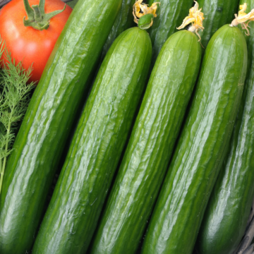 Rohrer Seeds Early Spring Burpless Bush Cucumber Seeds