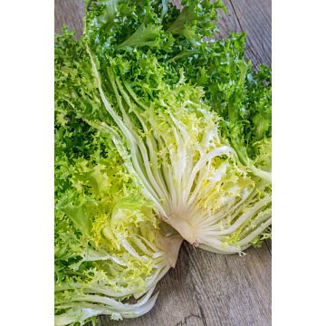 Rohrer Seeds 6-10 1/8 in 6 in Green Curled Endive Seeds