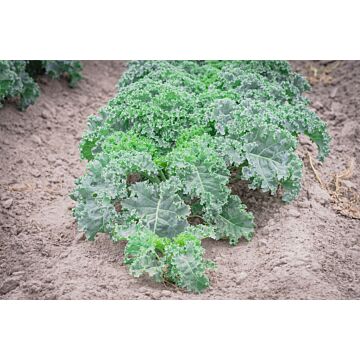 Rohrer Seeds 7-10 1/4 in 4-6 in Dwarf Blue Curled Kale Seeds