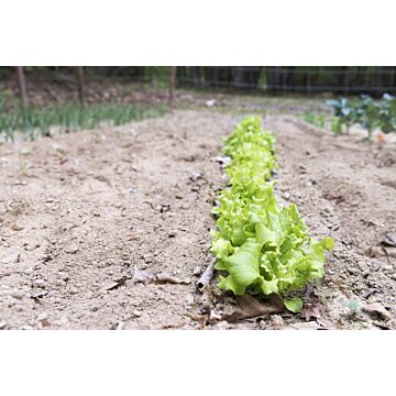 Rohrer Seeds 7-10 1/8 in 2 in BlackSeeded Simpson Lettuce Seeds