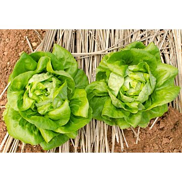 Rohrer Seeds 7-10 1/8 in 1 in Buttercrunch Lettuce Seeds