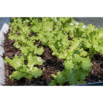Rohrer Seeds 7-10 1/8 in 1 in Grand Rapids Lettuce Seeds