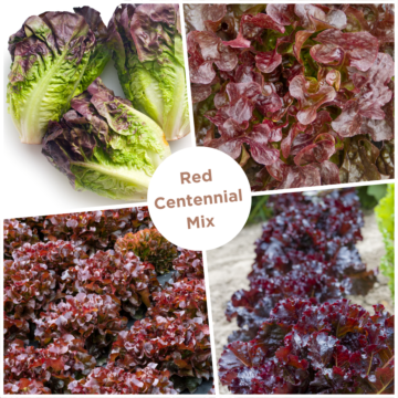 Rohrer Seeds Red Centennial Lettuce Mix