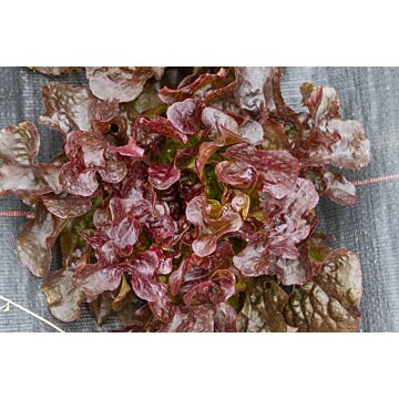Rohrer Seeds 7-10 1/8 in 1 in Red Sails Lettuce Seeds