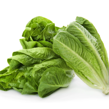 Rohrer Seeds Parris Island Cos Romaine Lettuce Seeds