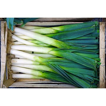 Rohrer Seeds 10-16 1/4 in 2-6 in American Flag Leek Seeds