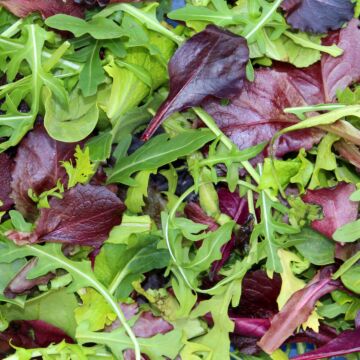 Rohrer Seeds 7-10 1/8 in 1 in Mesclun Salad Mixed Seeds