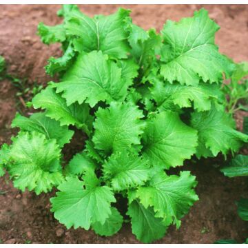 Rohrer Seeds 5-8 1/2 in 0-1 in Southern Giant Curled Mustard Seeds
