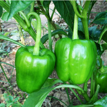 Rohrer Seeds California Wonder Bell Pepper Seeds