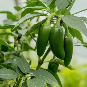 Rohrer Seeds 65 Early Jalapeno Hot Pepper