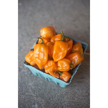 Rohrer Seeds 6-12 1/4 in 6 in Habanero Orange Pepper Seeds
