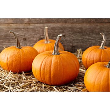 Rohrer Seeds 7-21 1 in 12 in Baby Bear Pumpkin Seeds