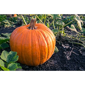 Rohrer Seeds 7-14 1 in 12 in Connecticut Field Pumpkin Seeds