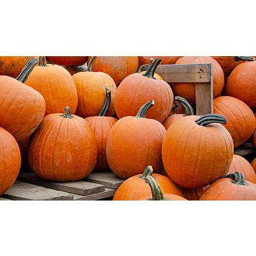 Rohrer Seeds 7-10 1 in 12 in Howden Pumpkin Seeds