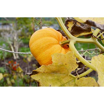 Rohrer Seeds 7-10 1 in 3 in Jack-be-Little Pumpkin Seeds