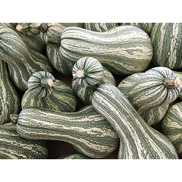 Rohrer Seeds Green-Striped Cushaw Pumpkin Seeds