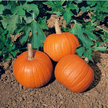 Rohrer Seeds Wee-B-Little Pumpkin Seeds