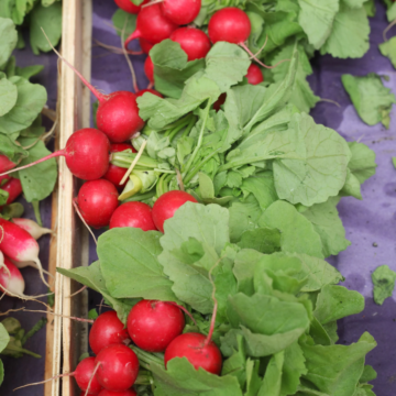 Rohrer Seeds Champion Radish Seeds