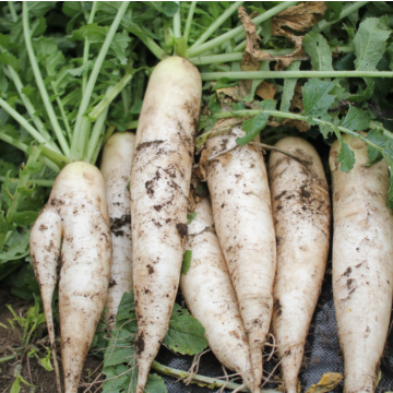 Rohrer Seeds White Chinese Winter Radish Seeds