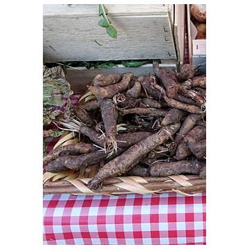 Rohrer Seeds Mammoth Sandwich Salsify