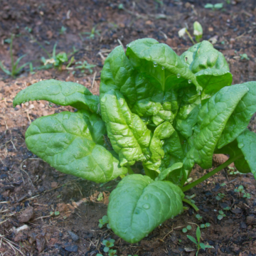 Rohrer Seeds Bloomsdale Spinach Seeds