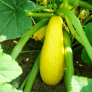 Rohrer Seeds Early Prolific Straightneck Squash Seeds
