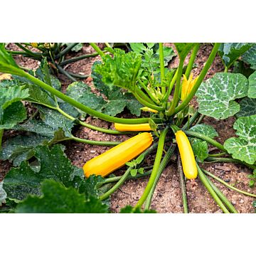 Rohrer Seeds 7-10 1 in 12-36 in 49ER Squash Seeds
