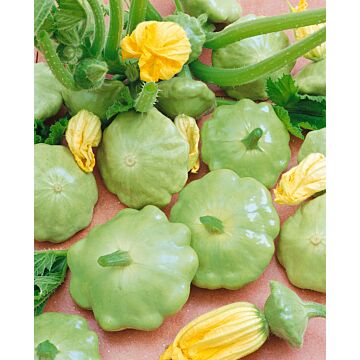 Rohrer Seeds 7-14 1/2 in 24 in Lunar Eclipse Squash Seeds