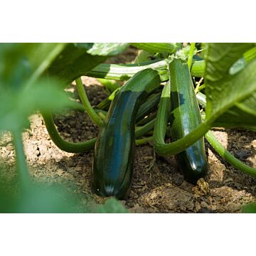 Rohrer Seeds 10-14 1 in 12-24 in BlackBeauty Zucchini Squash Seeds