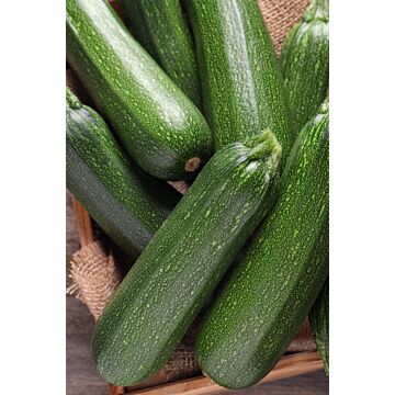 Rohrer Seeds 10-14 1/2 in 12-24 in Emperors Jade Zucchini Squash Seeds