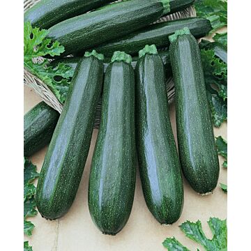 Rohrer Seeds 10-14 1/2 in 18-24 in Garden Spineless Zucchini Squash Seeds