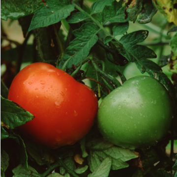 Rohrer Seeds Better Boy Hybrid Tomato Seeds