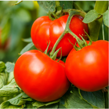 Rohrer Seeds Big Beef Plus Hybrid Tomato Seeds