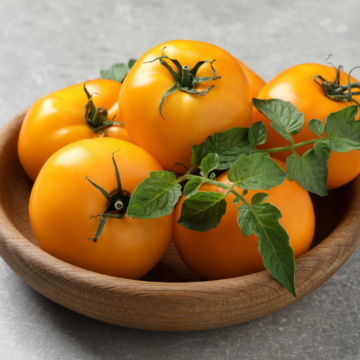 Rohrer Seeds Chef's Choice Orange Hybrid Tomato Seeds