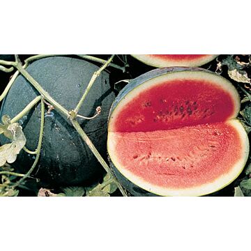 Rohrer Seeds Sugar Baby Watermelon Seeds