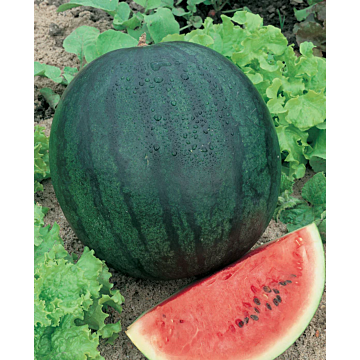Rohrer Seeds Bush Sugar Baby Watermelon Seeds