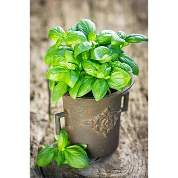 Rohrer Seeds 7-10 1/4 in 1 in Italian Large Leaf Basil Seeds