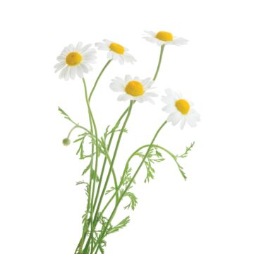 Rohrer Seeds 10-14 Sprinkle on Surface 24 in Chamomile Seeds