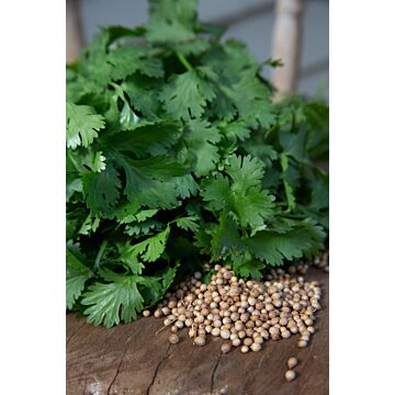 Rohrer Seeds 7-14 1/4 in 1 in Aka Cilantro Coriander Seeds