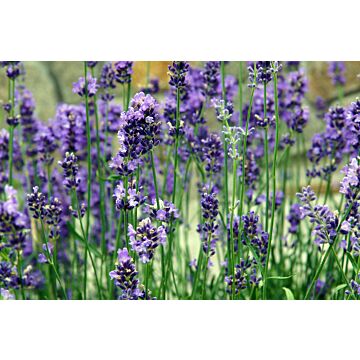 Rohrer Seeds 14-28 Surface Sprinkle Lavender Seeds