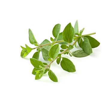 Rohrer Seeds 7-14 Surface Sprinkle Oregano Seeds