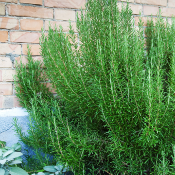 Rohrer Seeds Rosemary Seeds