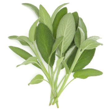 Rohrer Seeds 20-40 1/8 in 3 in Sage Seeds