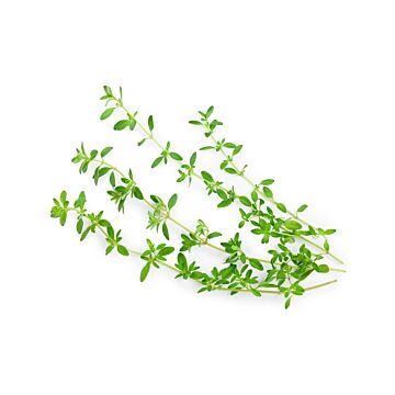 Rohrer Seeds 14-28 Surface 3 in Thyme Seeds