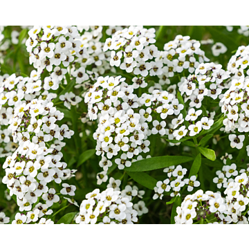 Rohrer Seeds Carpet Of Snow Alyssum Seeds