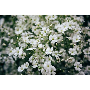 Rohrer Seeds 15 1/4 in 8-12 in Annual Covent Garden Baby fts Breath Seeds