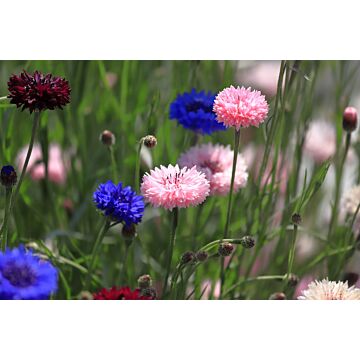 Rohrer Seeds 14 1/8 in 8-12 in Annual Polka Dot Mixed Bachelor Button Seeds