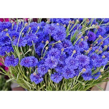 Rohrer Seeds 14 1/8 in 6-12 in Annual Jubilee Gem Bachelor Button Seeds
